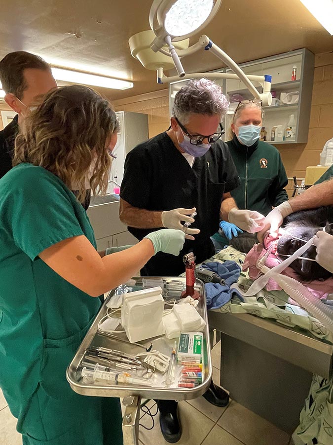 Dr. Overton performing root canals at the Richmond Zoo