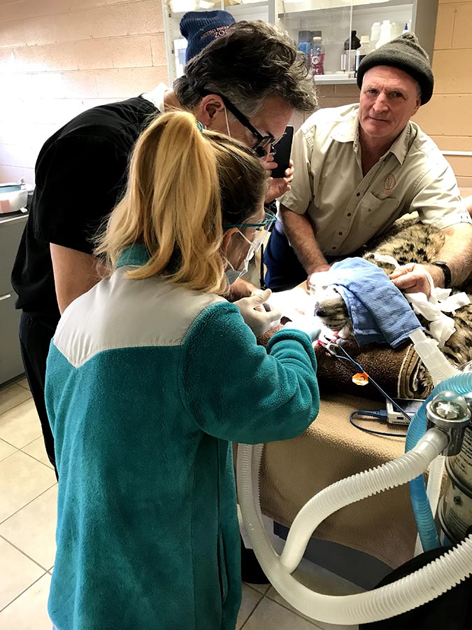 Dr. Overton performing root canals at the Richmond Zoo