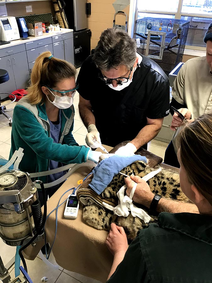 Dr. Overton performing root canals at the Richmond Zoo