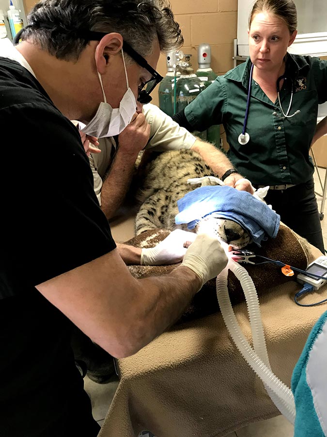 Dr. Overton performing root canals at the Richmond Zoo