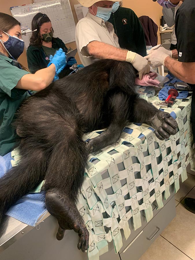Dr. Overton performing root canals at the Richmond Zoo